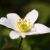 AnemoneNemorosa