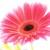 AntNet