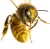 Beeback