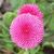 Bellis73