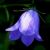 Bluebell