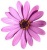 Cornelia