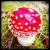 Cornelia 873