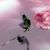 Dezert Roze
