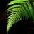 Fern