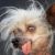 Ful hund