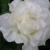 Goding72