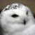 Hedwig H