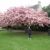 inarosegarden