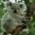 Kidkoala
