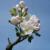 Lineus