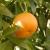 Liten Clementin