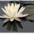 Lotusflower