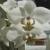 Orchide84