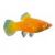 Platy