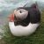 puffin