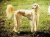 Sessan-