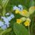 Sommarblommor