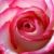 Spring Rose