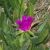 strandblomma
