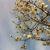 Tilia82