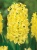 Yellowstones