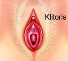 Bildresultat för synlig del av klitoris